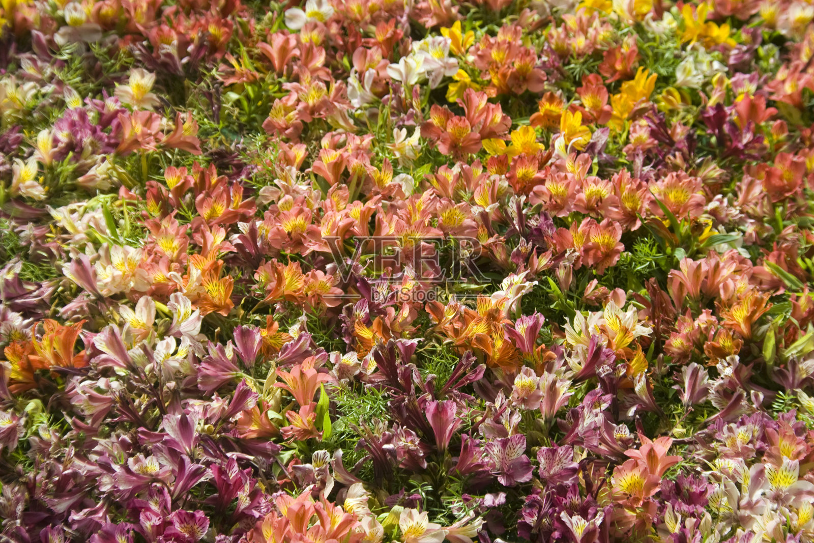 多色花照片摄影图片