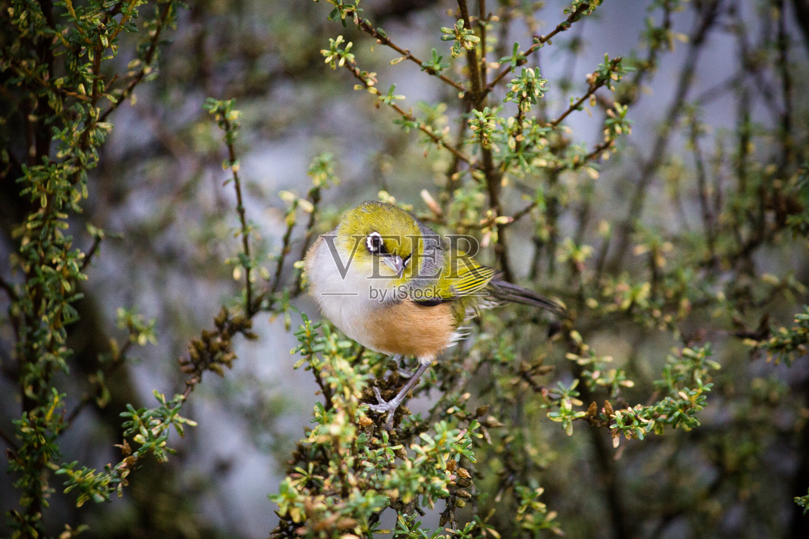 Waxeye在灌木照片摄影图片