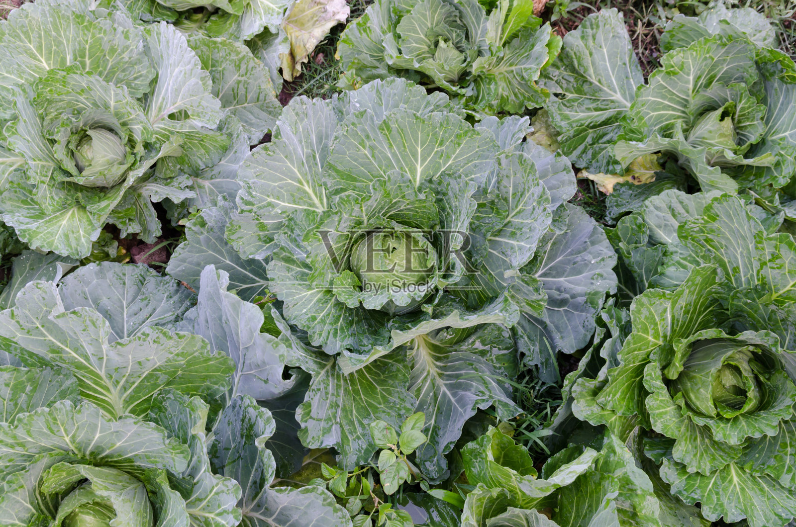 白菜在花园照片摄影图片