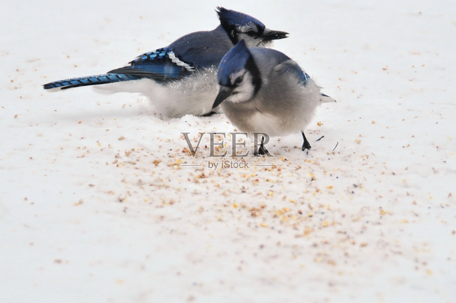 冠蓝鸦照片摄影图片