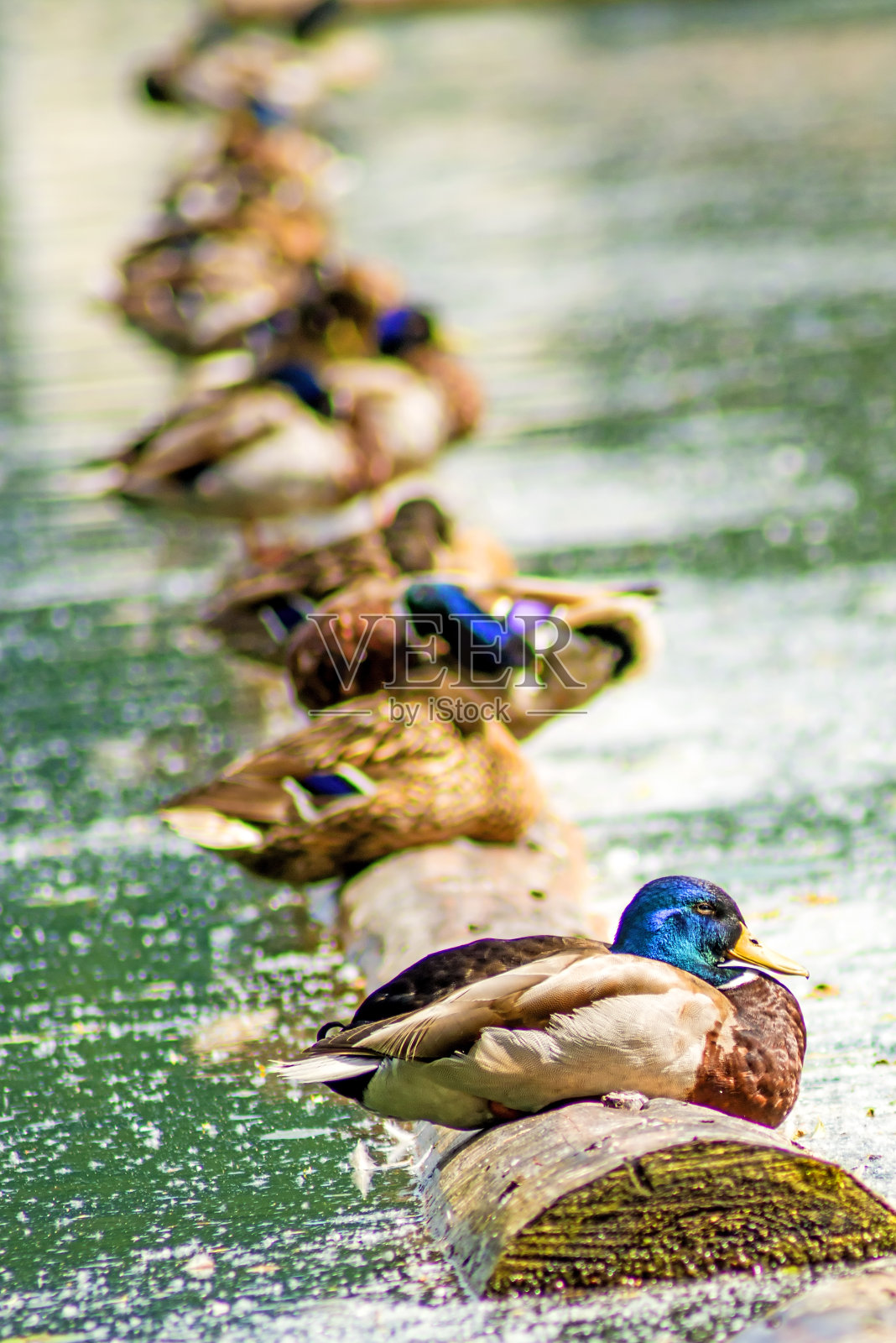 野鸭排成一排照片摄影图片