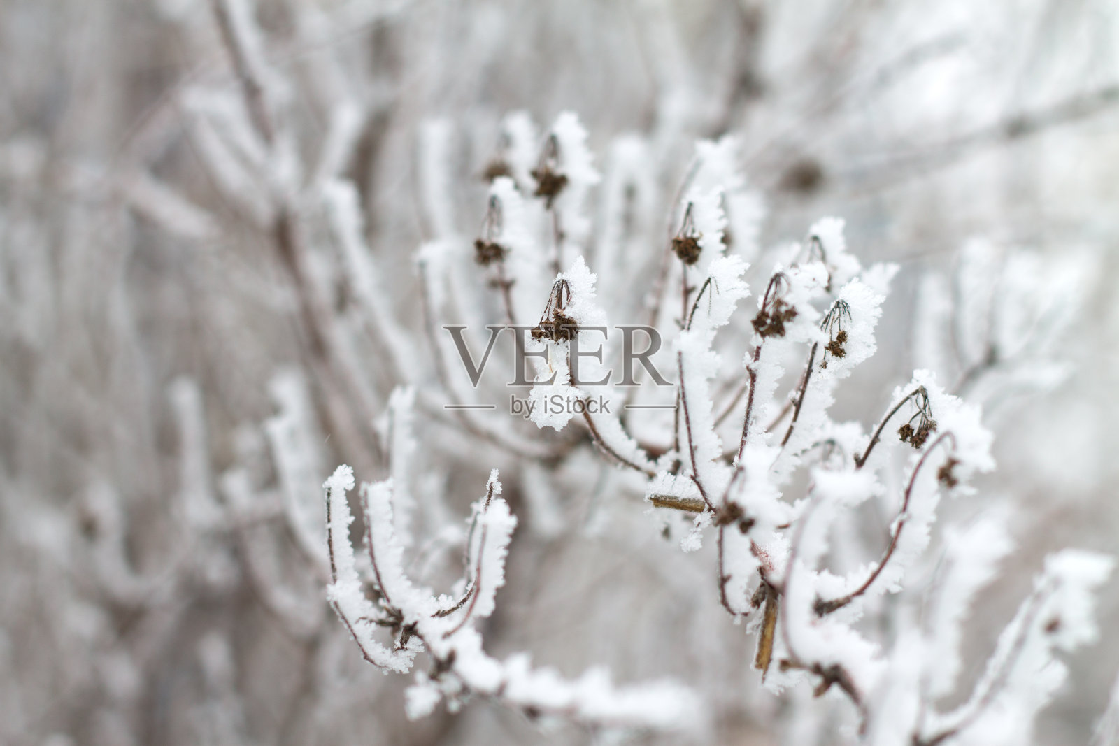 树枝上有雪，在寒冷的冬天结冰照片摄影图片