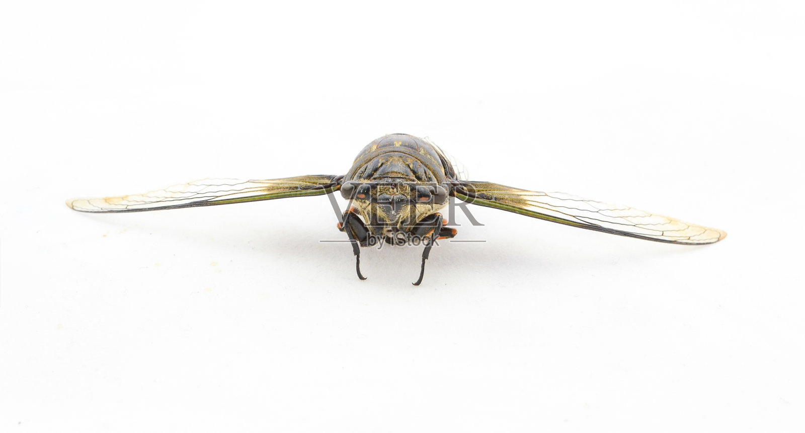 蝉照片摄影图片