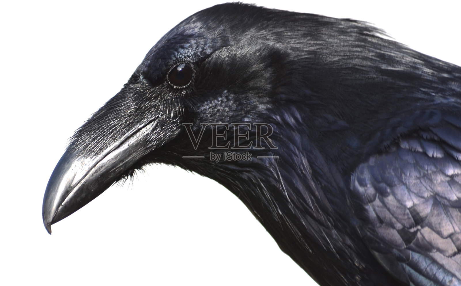 乌鸦的肖像照片摄影图片