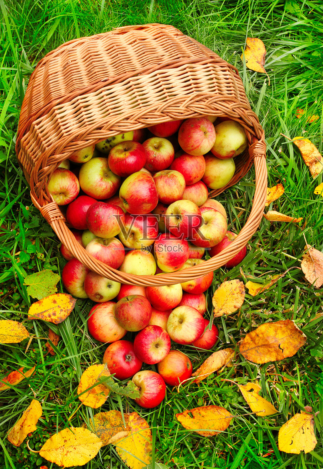 篮子里有红的和黄的苹果。照片摄影图片