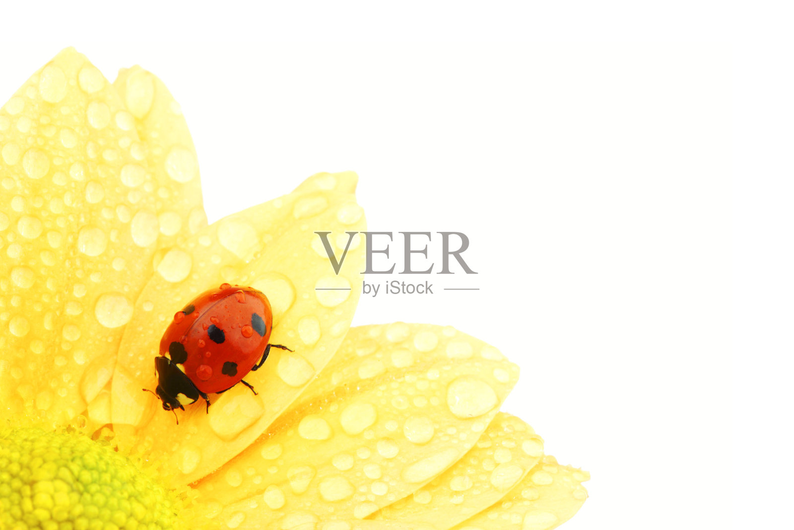 瓢虫在黄花上照片摄影图片