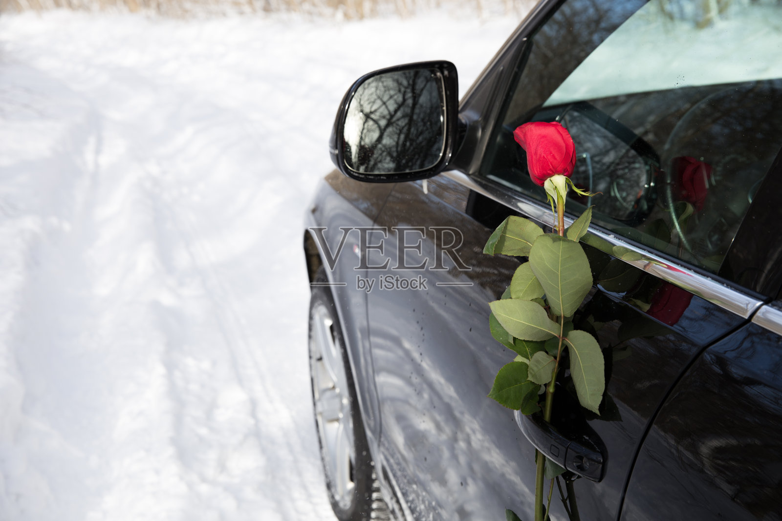 红玫瑰照片摄影图片