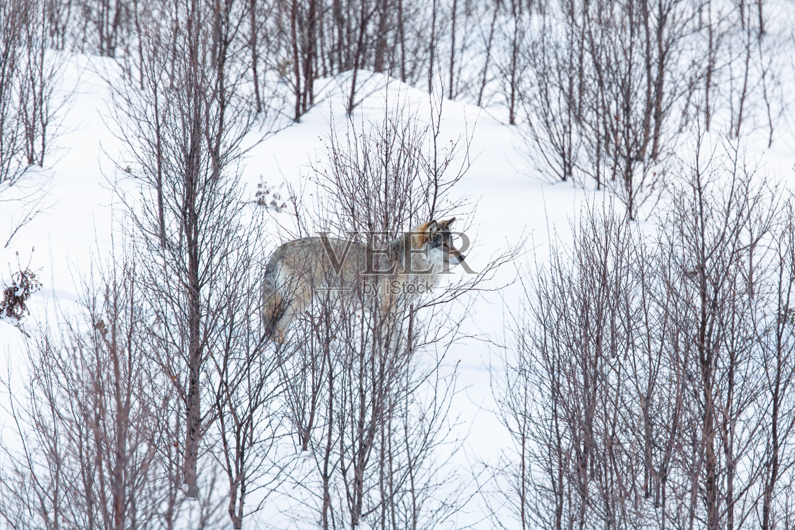 狼在冬天的景观照片摄影图片