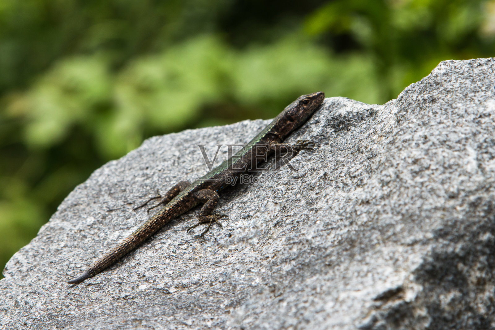 蜥蜴照片摄影图片