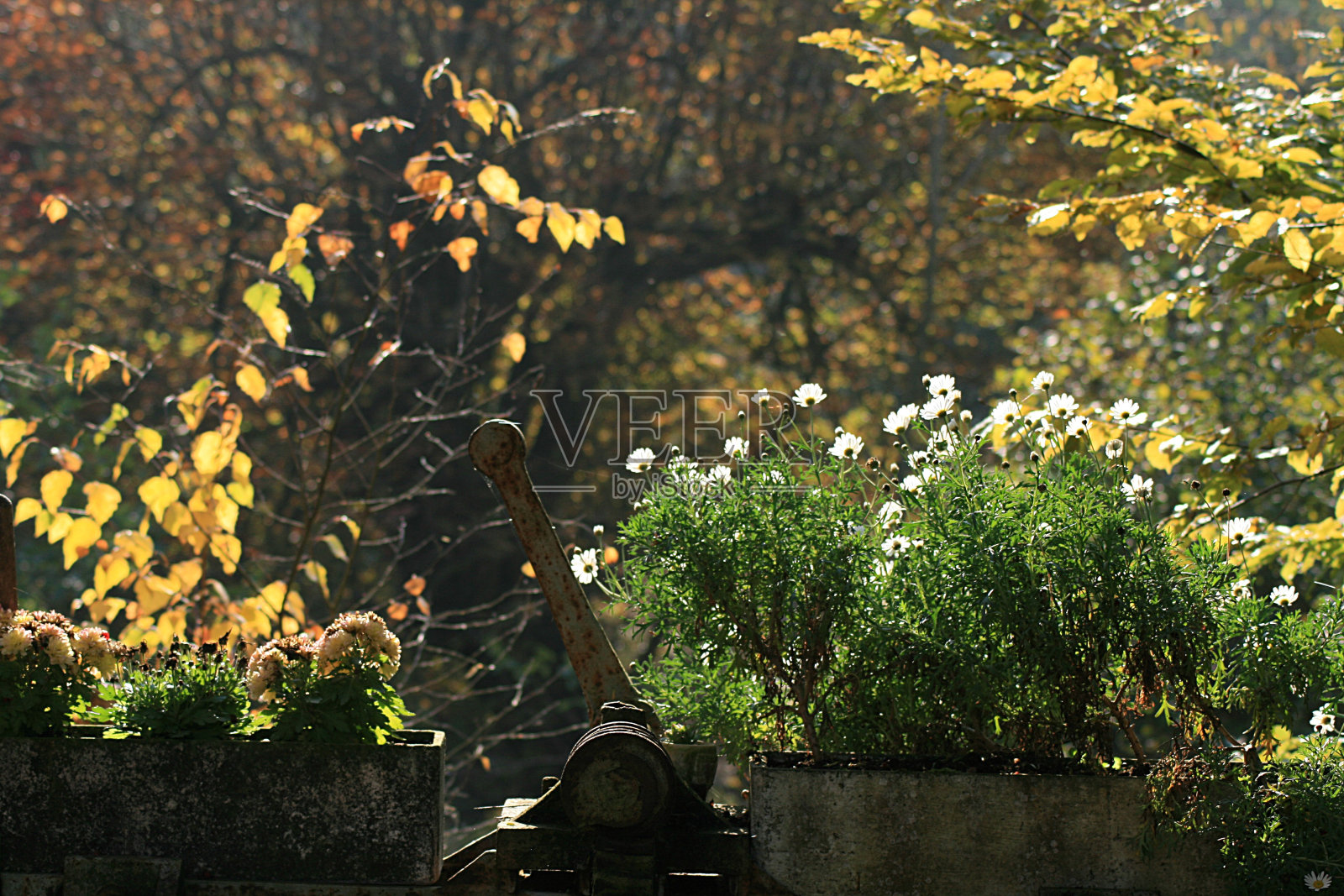 花园照片摄影图片