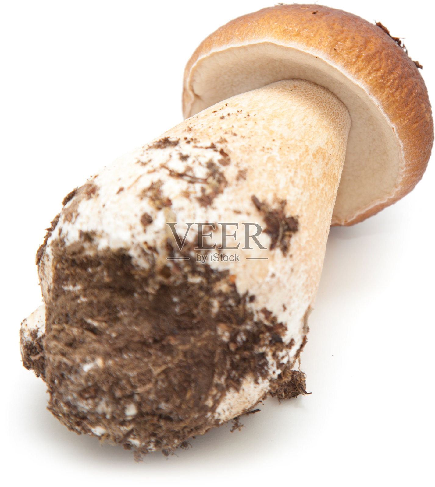 博莱图斯·埃杜利斯照片摄影图片