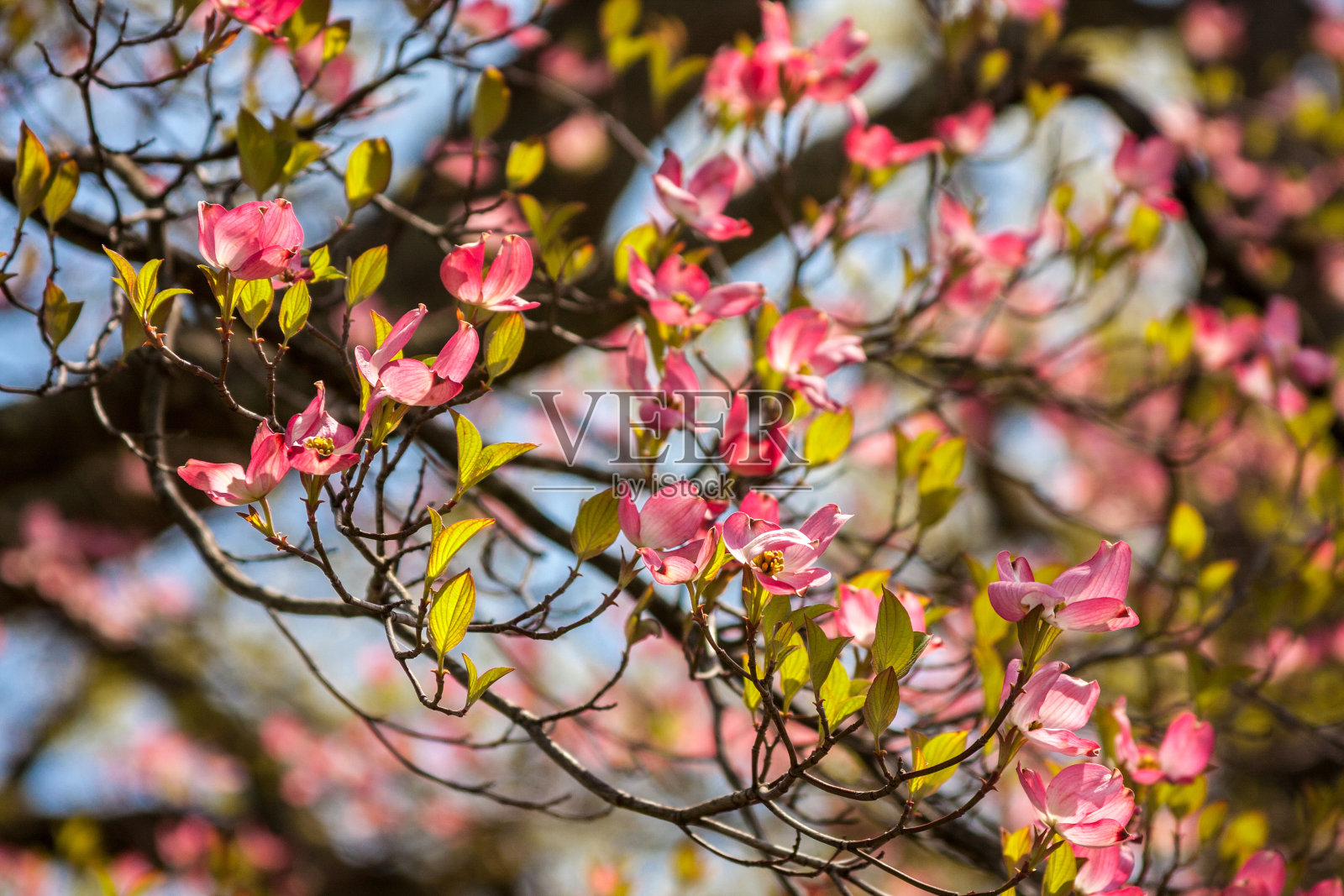 粉红色的山茱萸在蓝天下绽放照片摄影图片