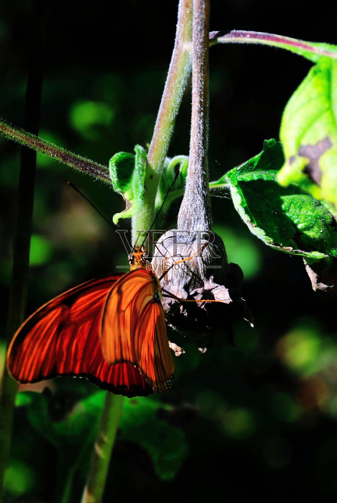 橙色蝴蝶在花上挂着花蕾照片摄影图片