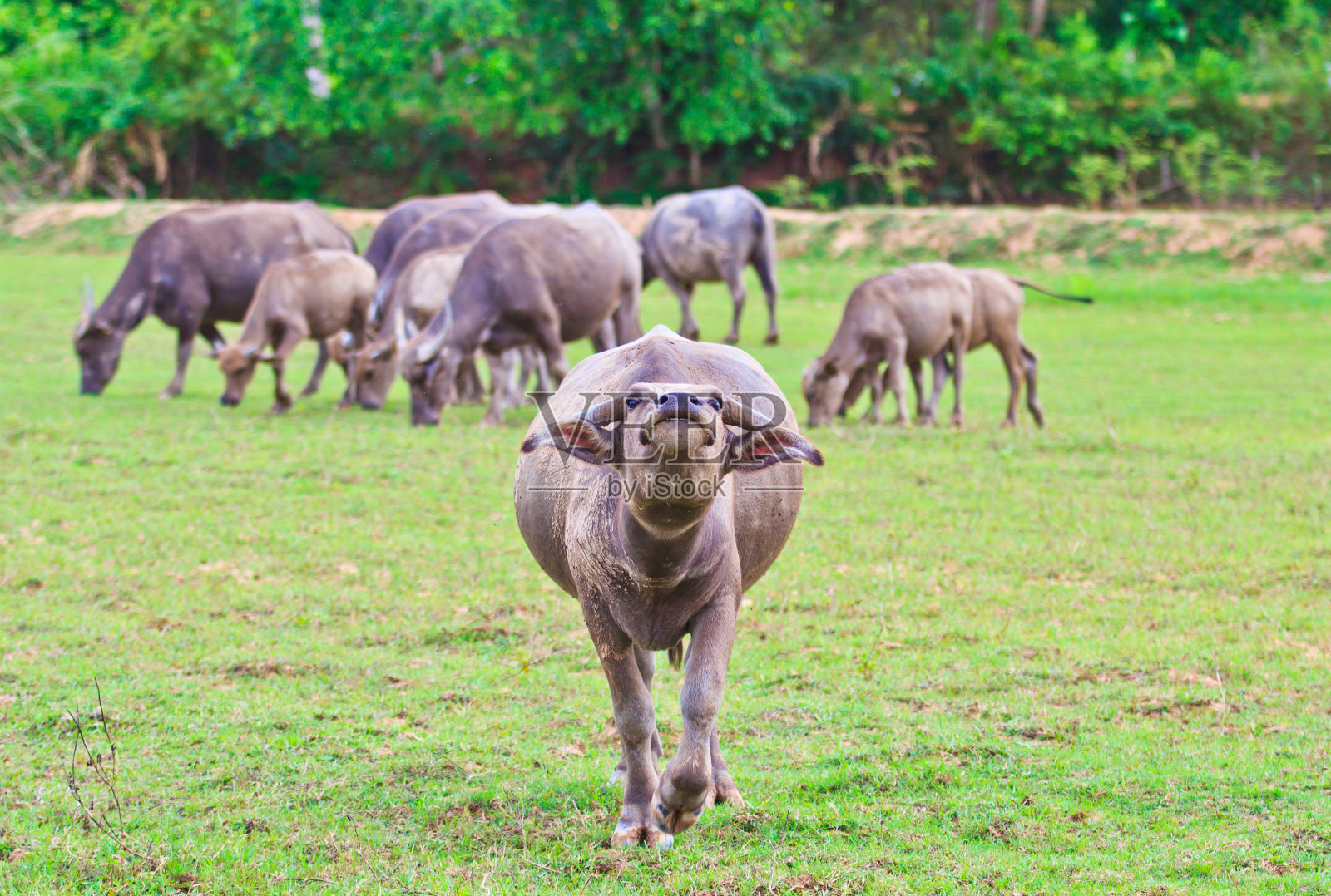 水牛亚洲泰国照片摄影图片