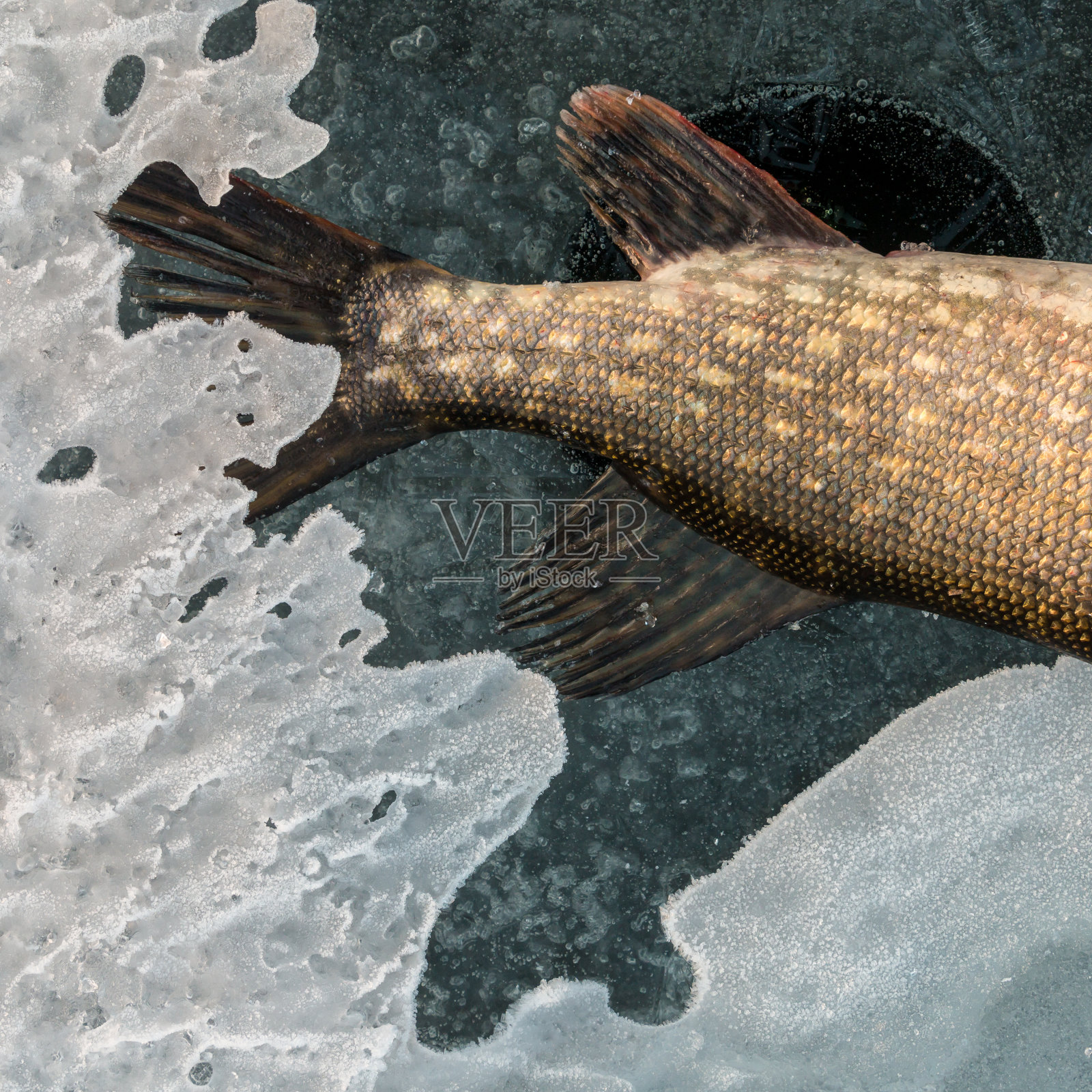 冰上狗鱼尾巴照片摄影图片