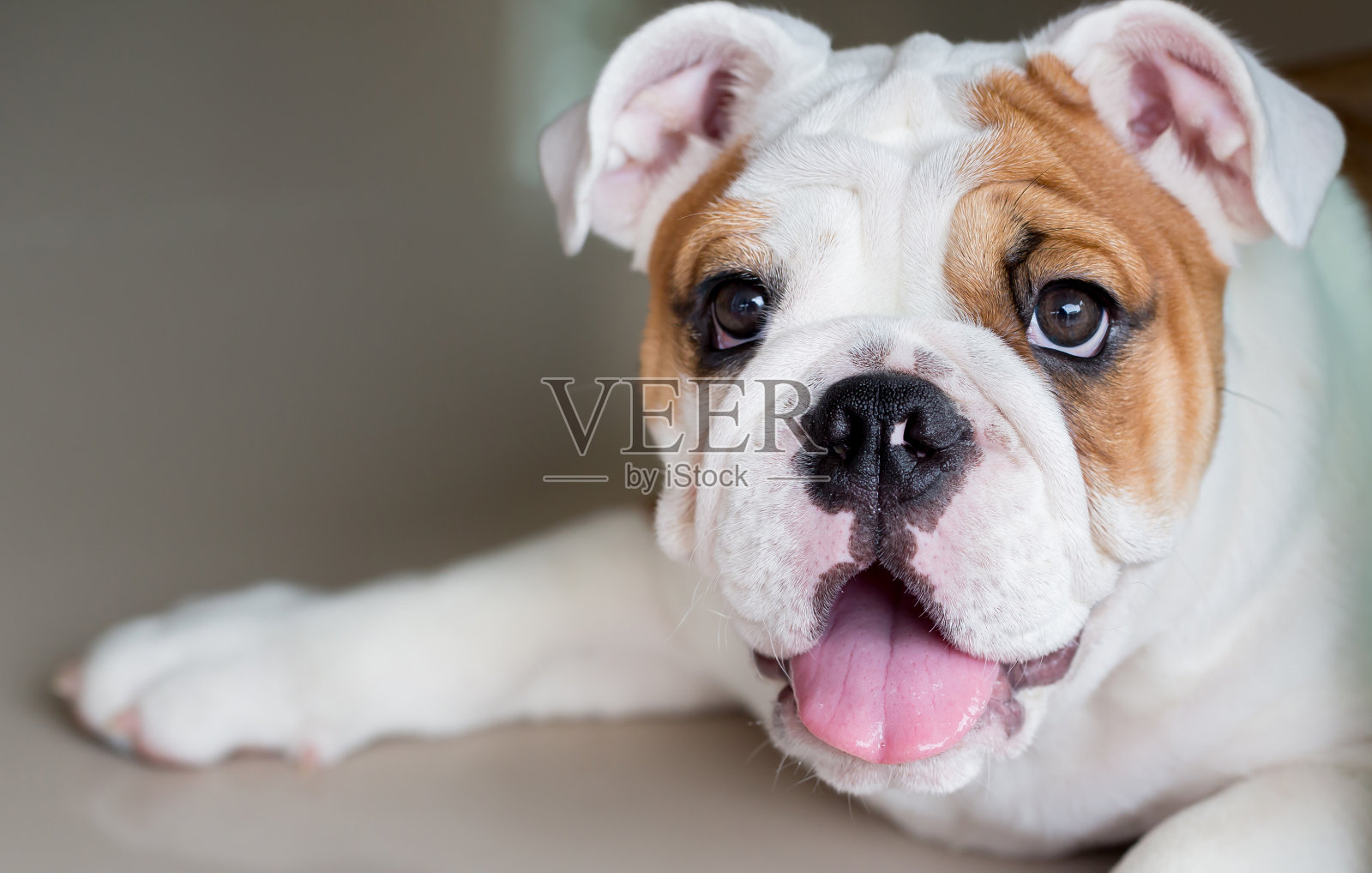 英国牛头犬照片摄影图片