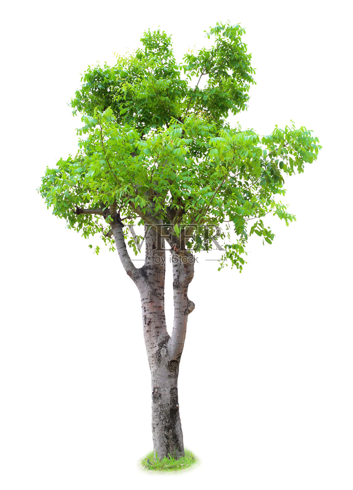 山龙果分离株照片摄影图片