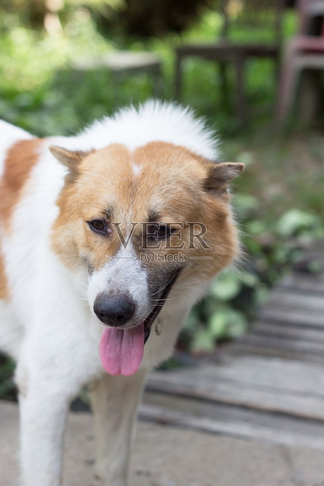 泰国曼谷狗的脸照片摄影图片