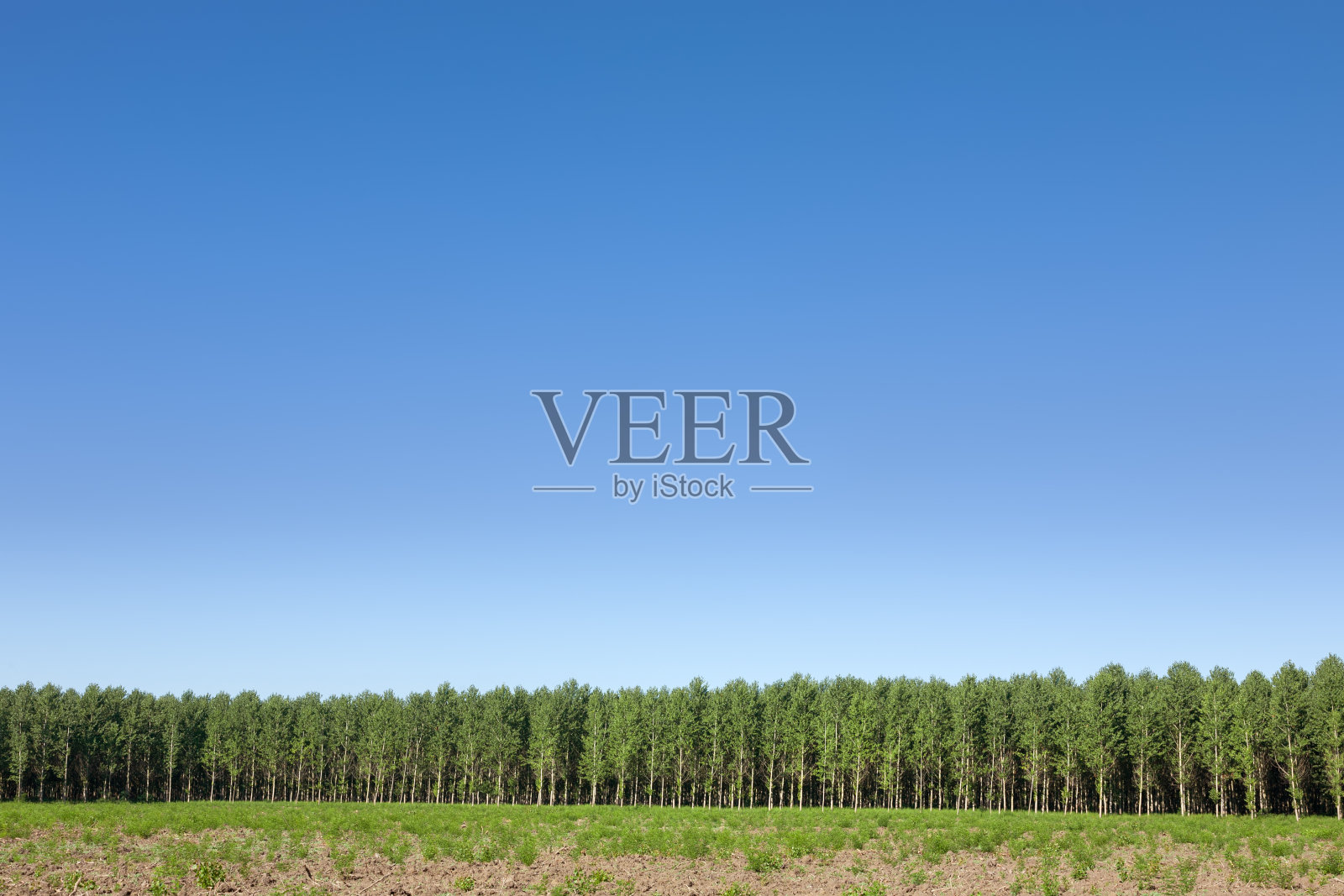 森林和清澈的天空照片摄影图片