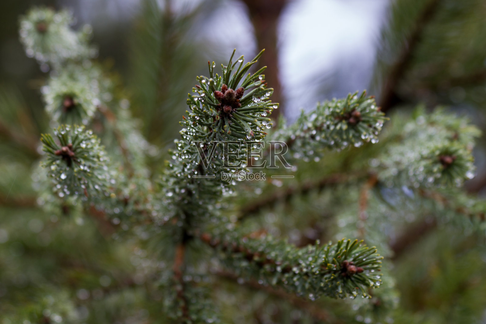 松树 - Rama de Pino照片摄影图片