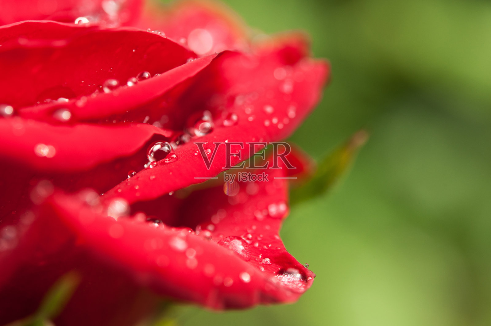 红玫瑰和水珠照片摄影图片