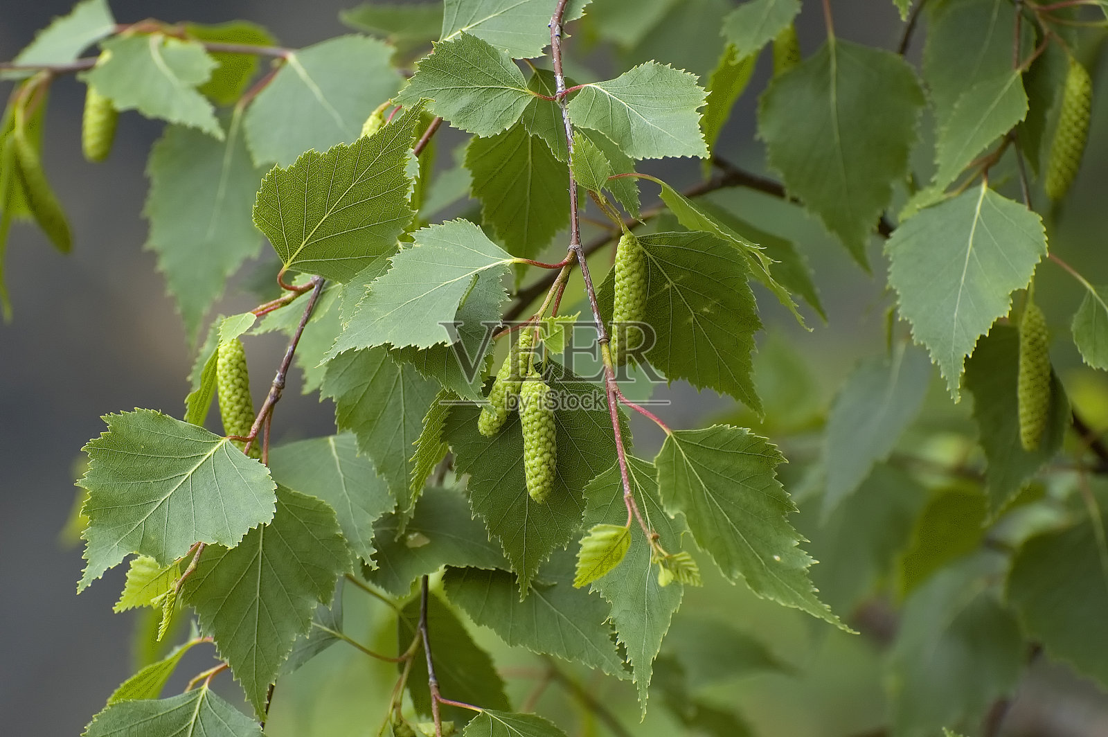 伯肯波伦照片摄影图片
