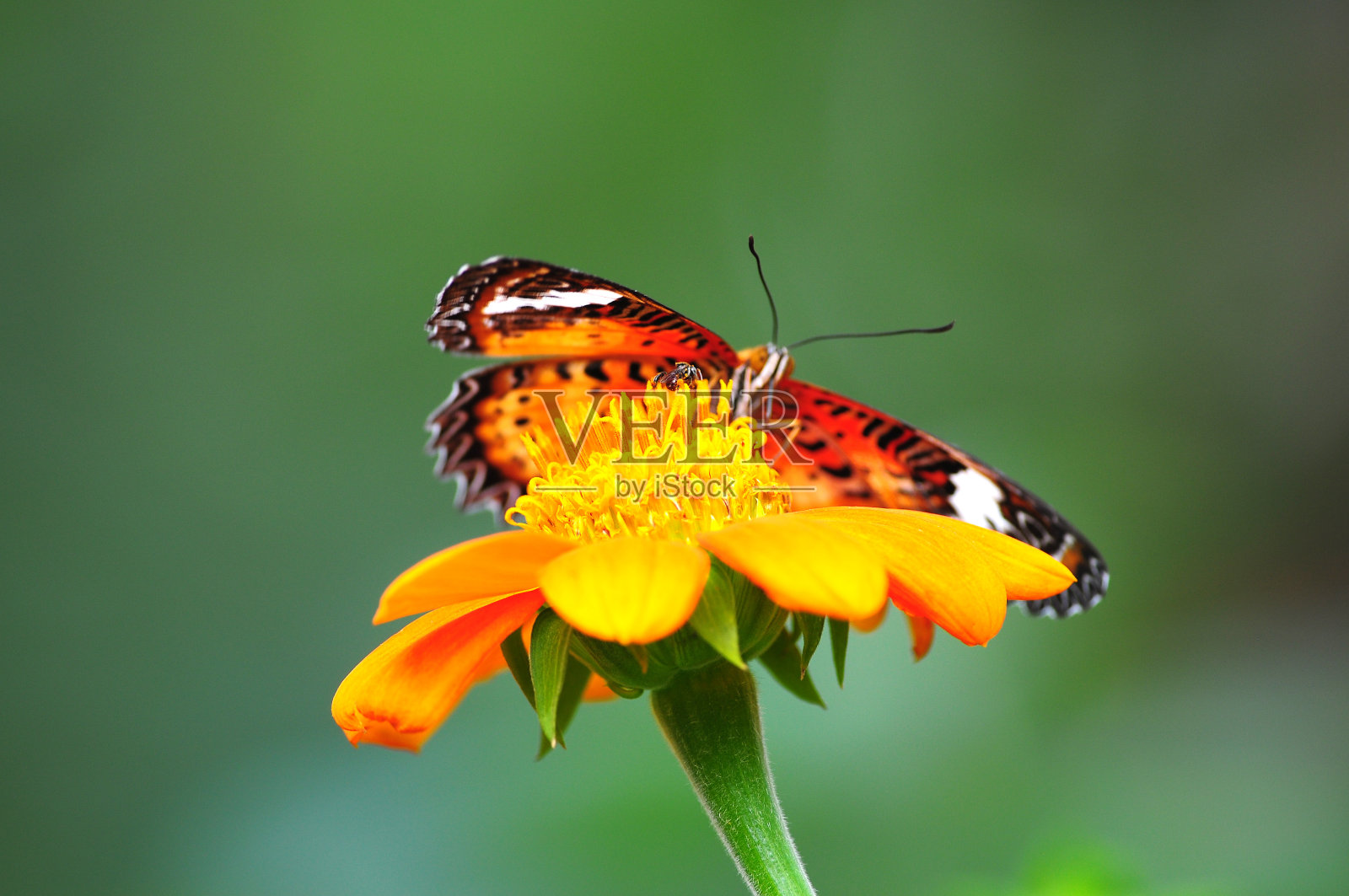 蜜蜂和蝴蝶照片摄影图片