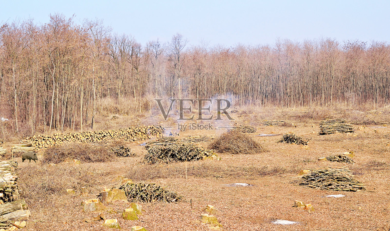 砍伐森林照片摄影图片