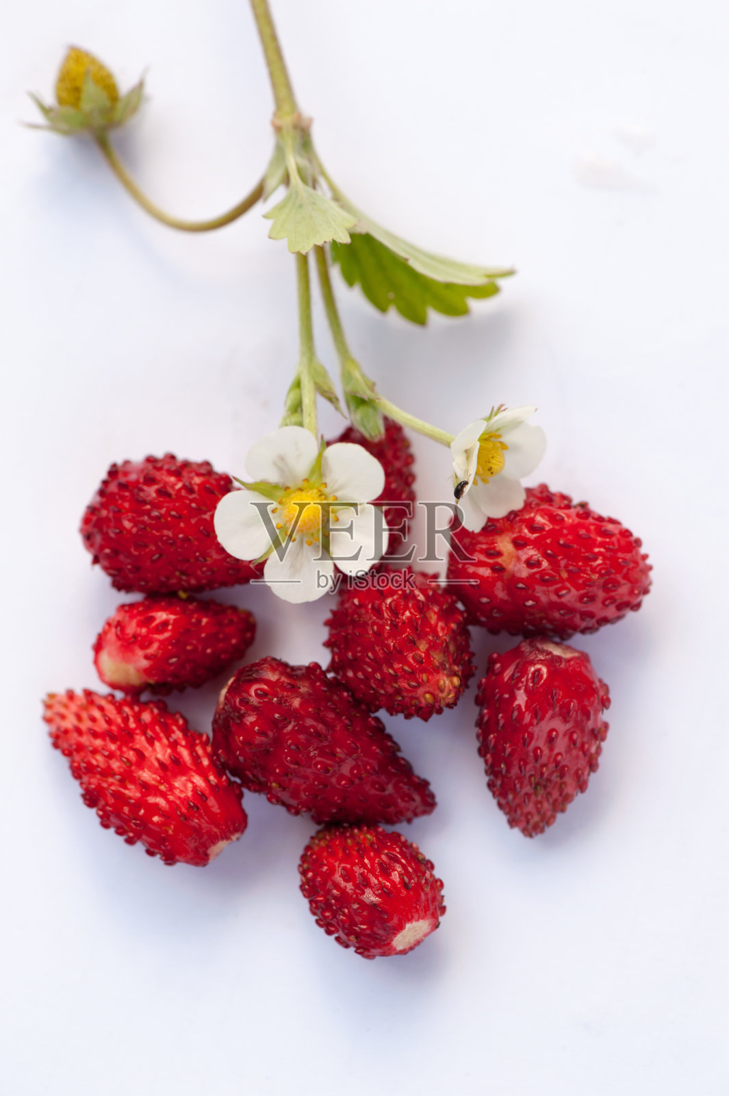 草莓浆果在白色背景与自然阴影照片摄影图片