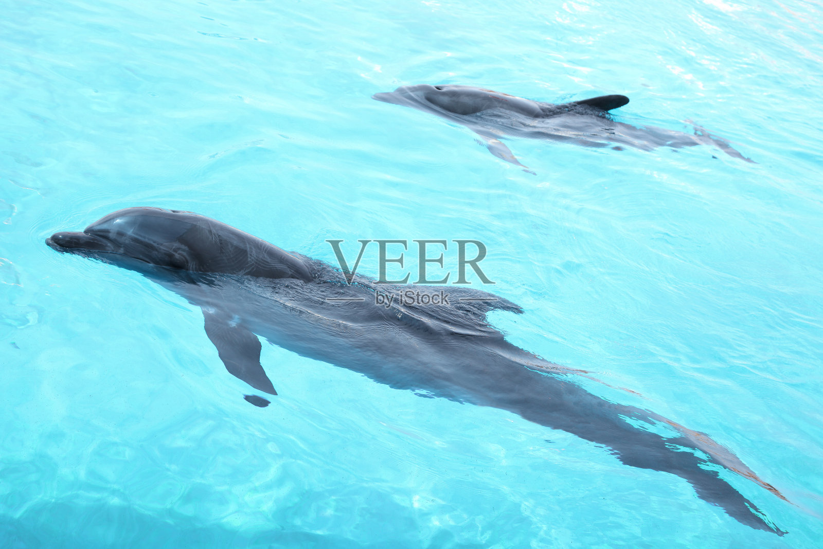 美丽的海豚在游泳池里游泳。照片摄影图片