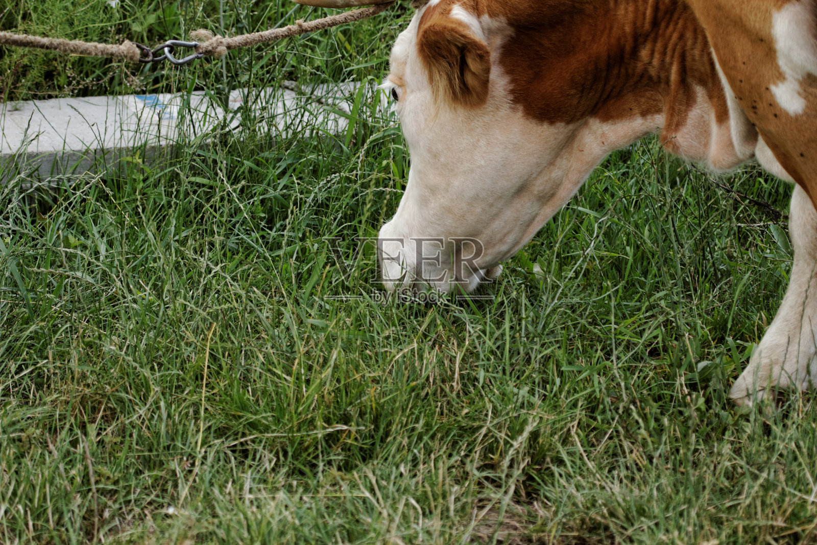 牛照片摄影图片