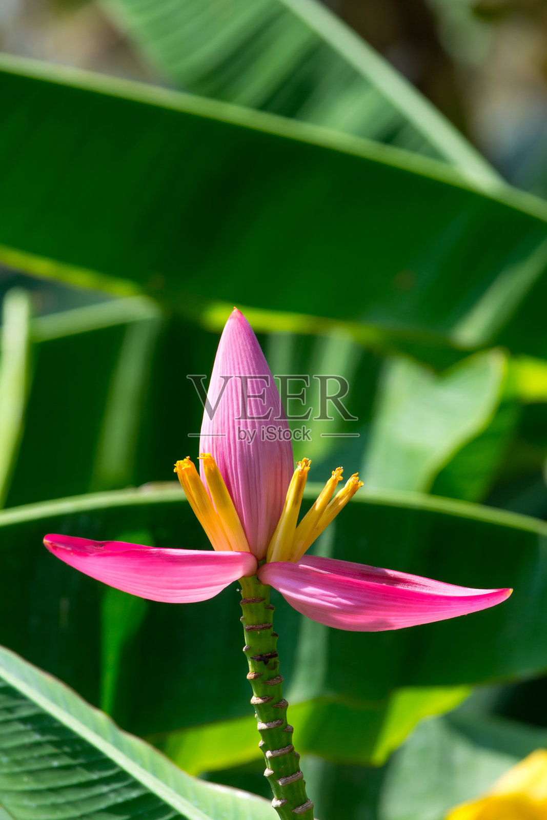 荷花照片摄影图片