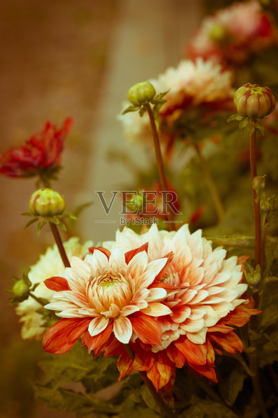 美丽的大丽花照片摄影图片