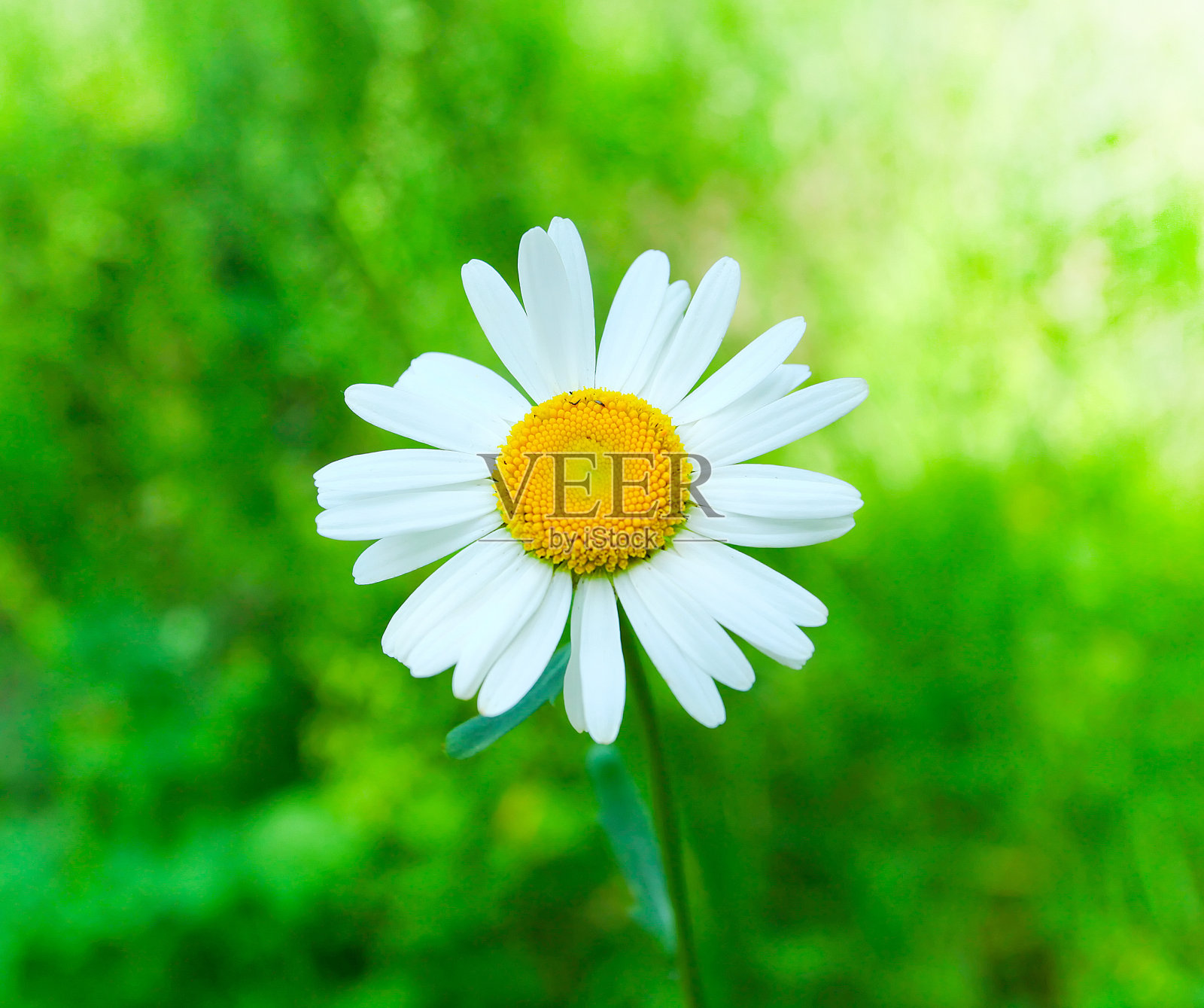 洋甘菊的特写照片摄影图片