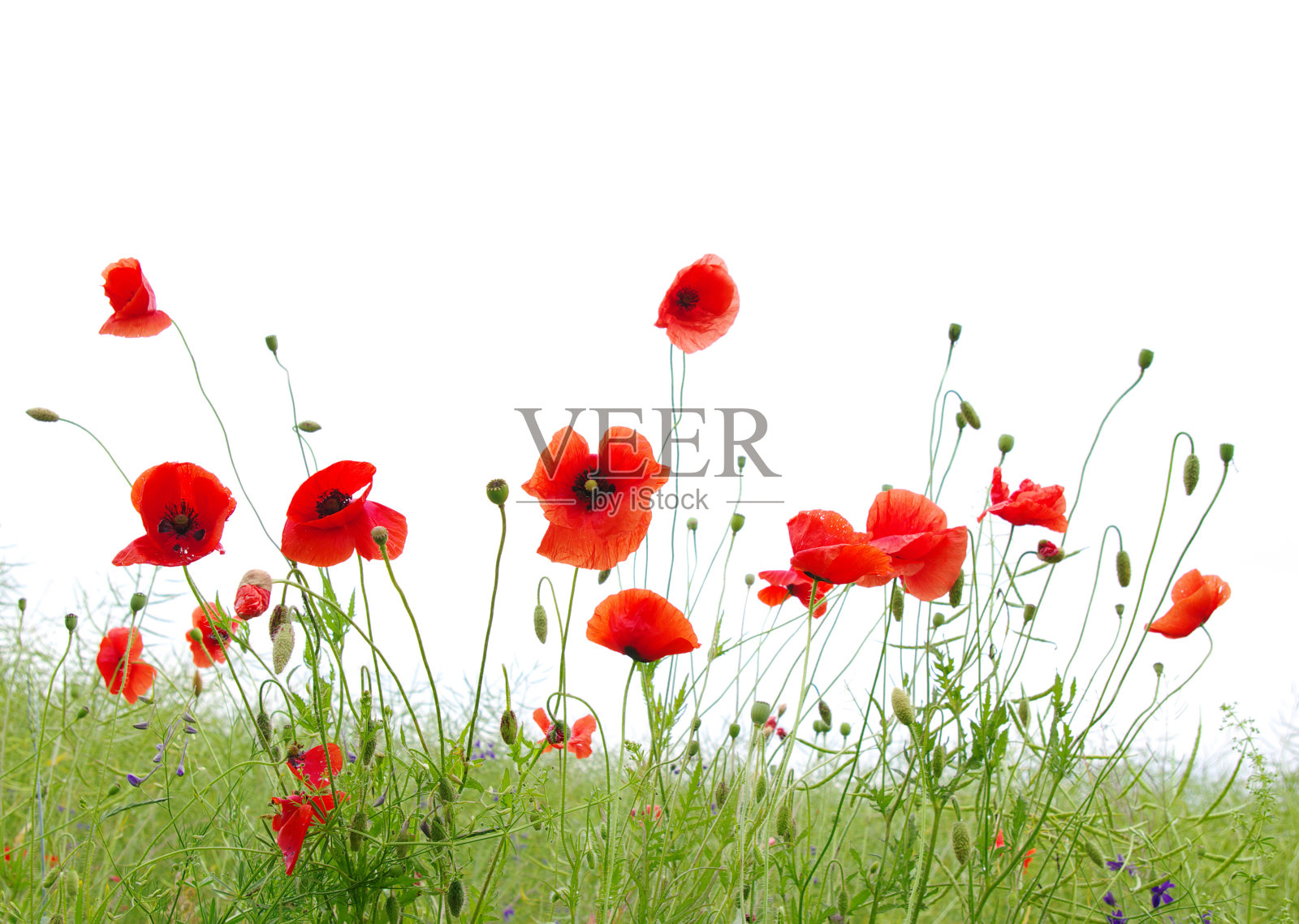 红色罂粟花照片摄影图片