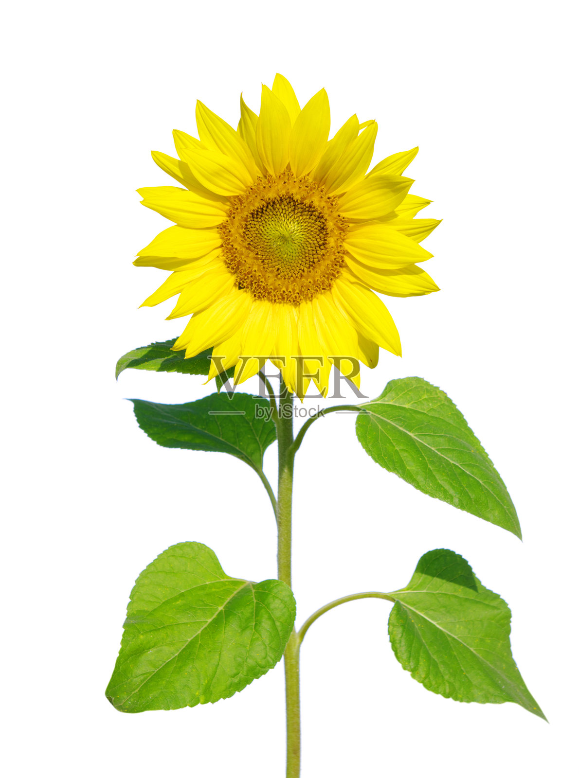 向日葵照片摄影图片