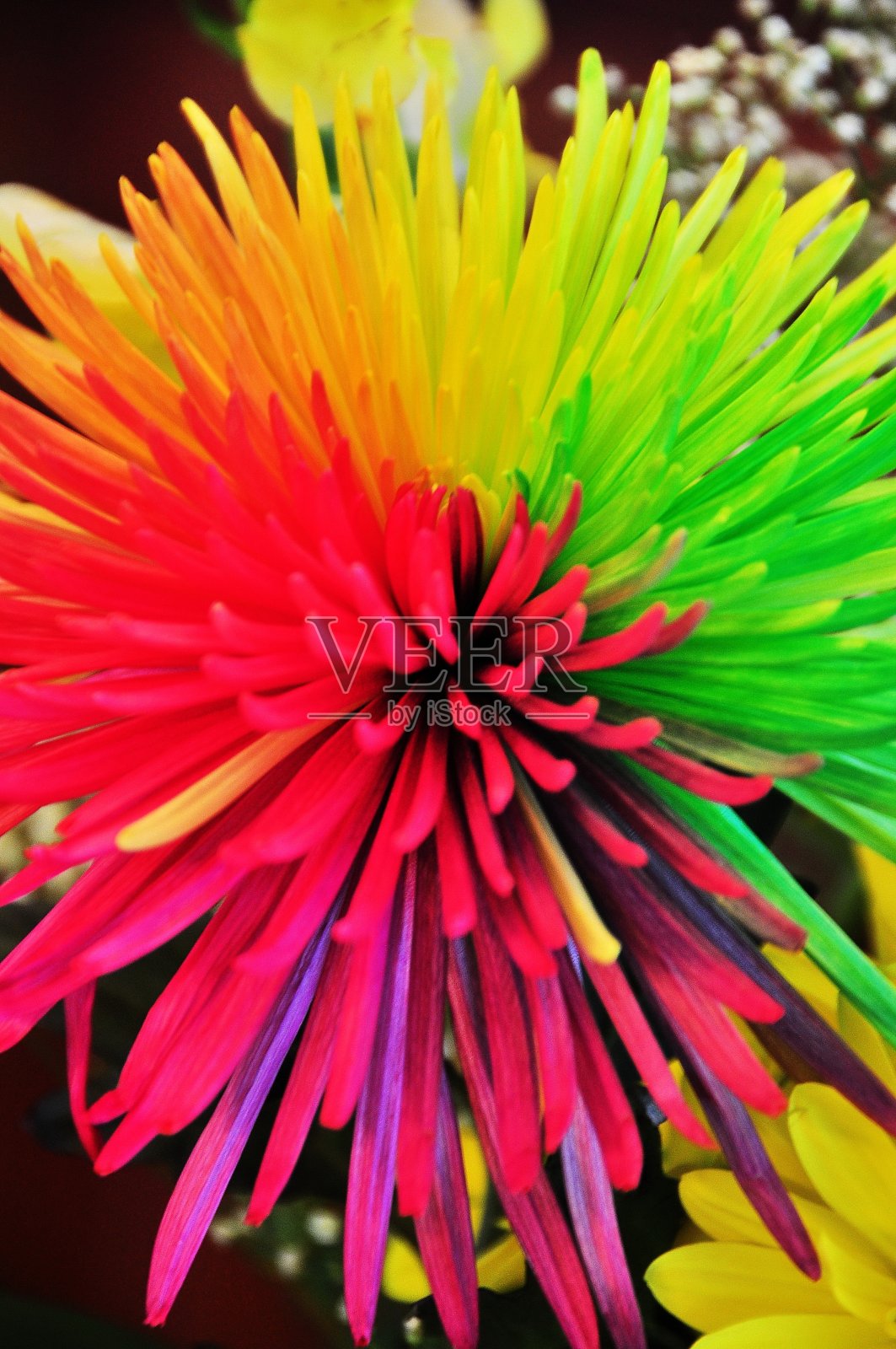 花特别照片摄影图片