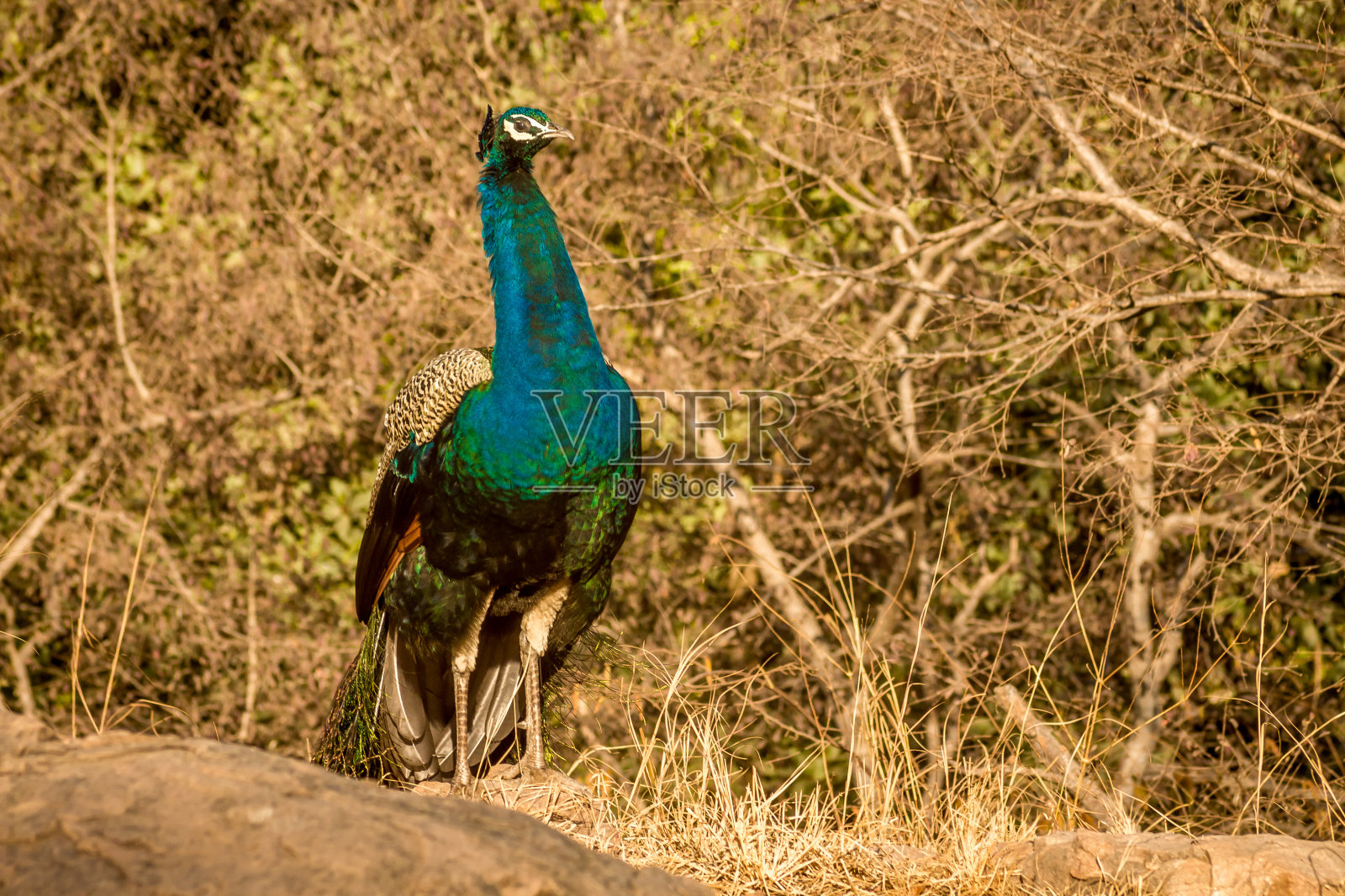孔雀在灌木丛照片摄影图片