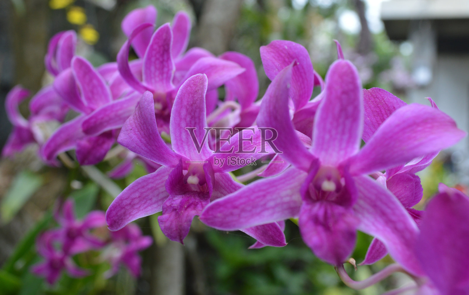 菲律宾本土兰花-紫兰花照片摄影图片