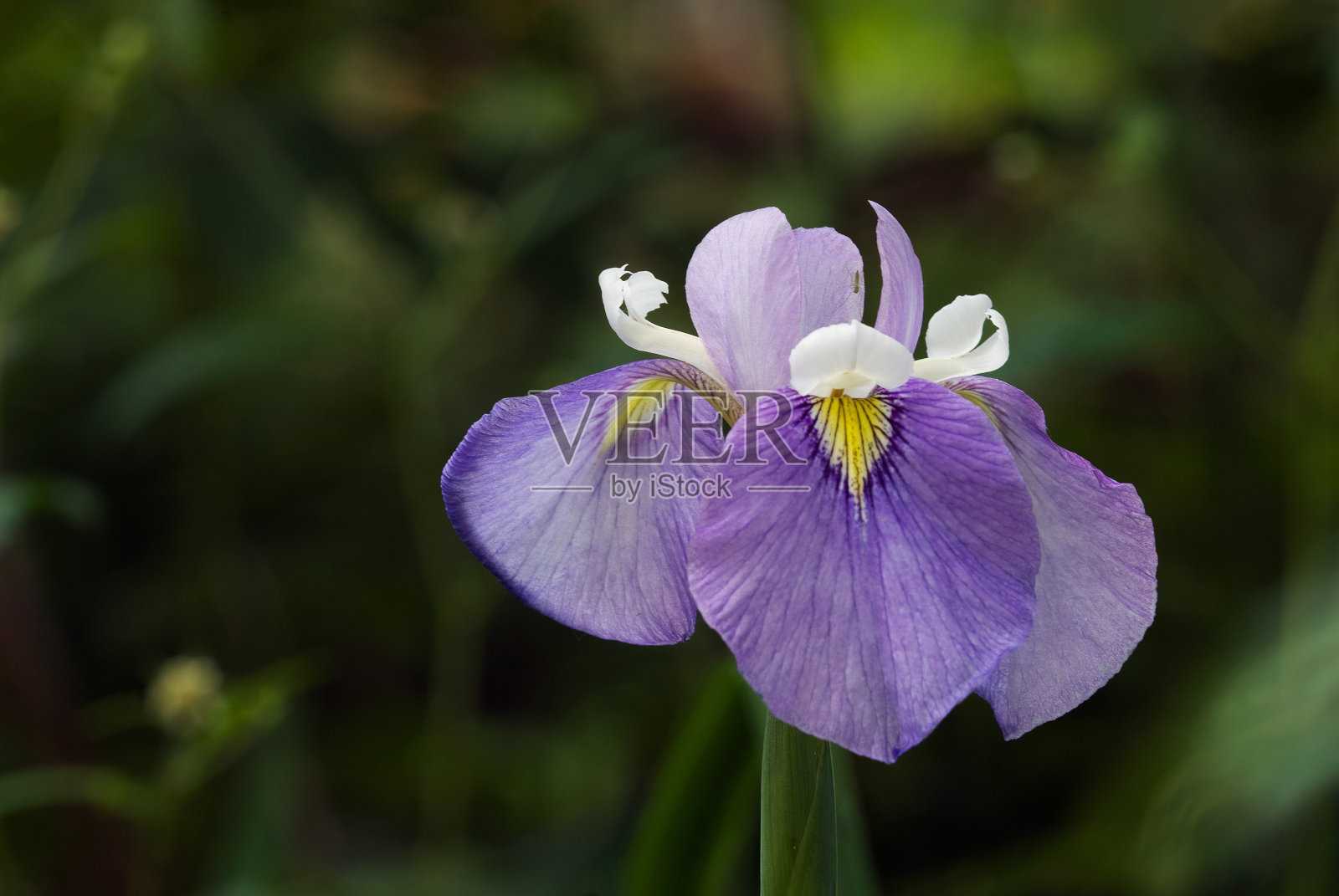 艾里斯， "恩芬特 · 普罗迪格"照片摄影图片