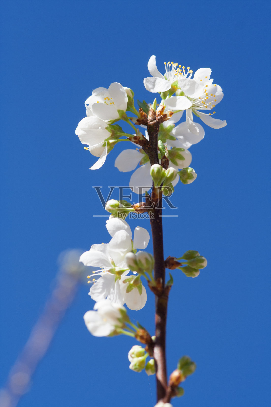 花照片摄影图片