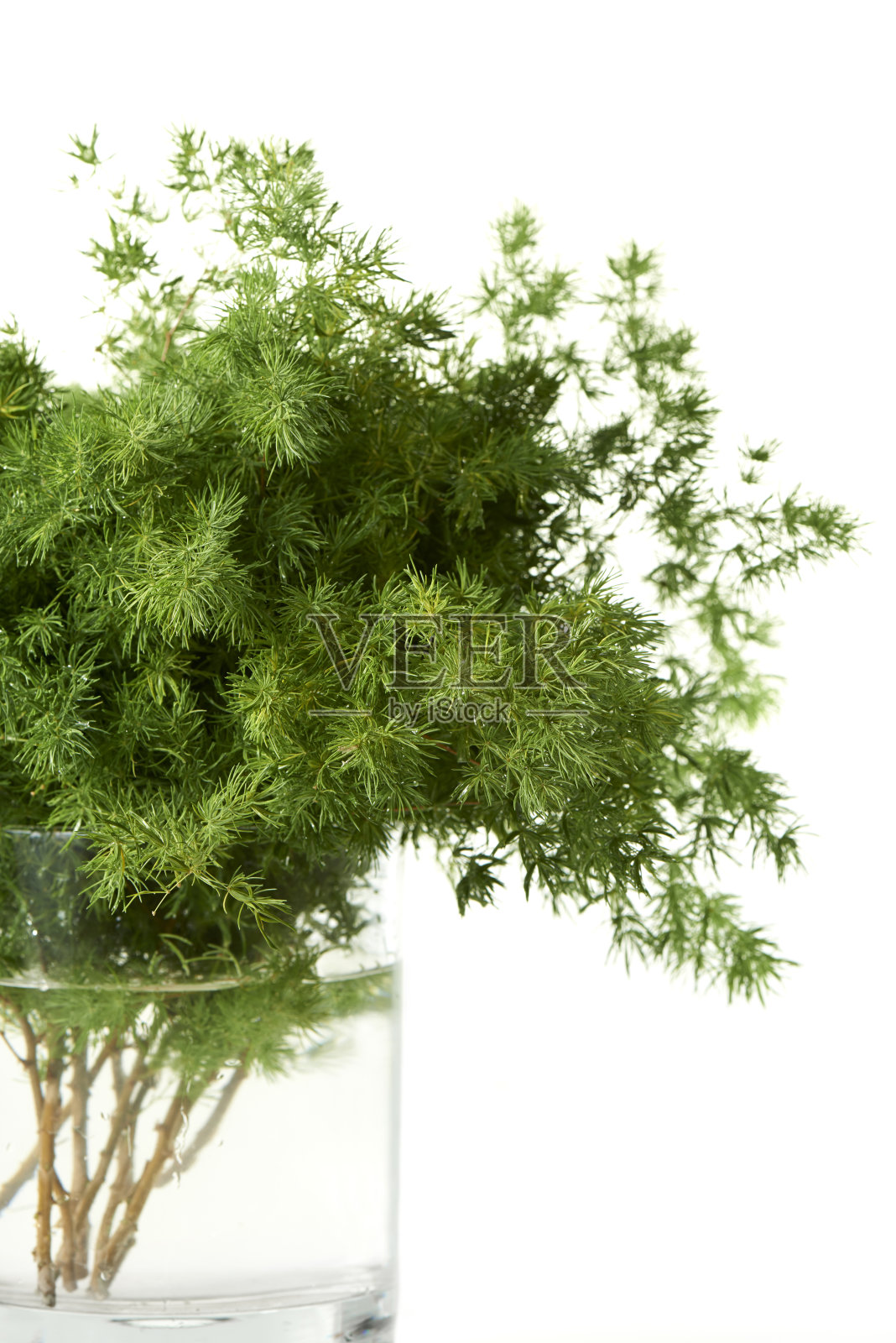 绿色植物照片摄影图片