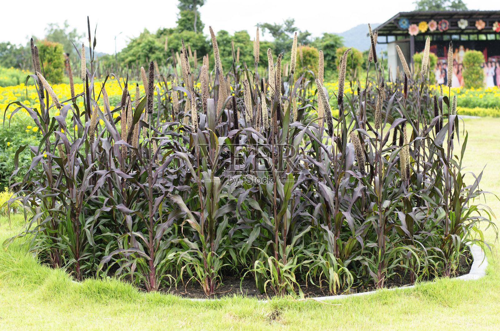 农场里的高粱很美照片摄影图片