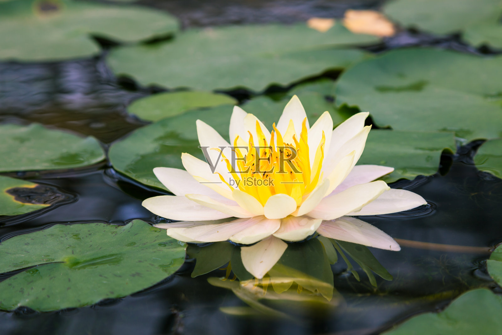 黄色的睡莲照片摄影图片