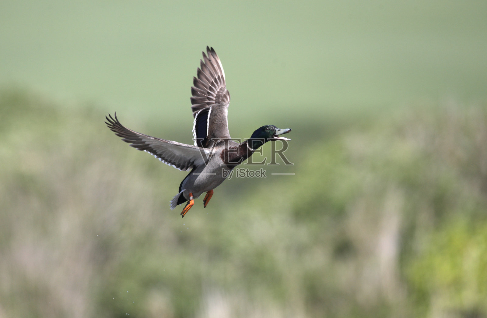 野鸭,Anas platyrhynchos照片摄影图片