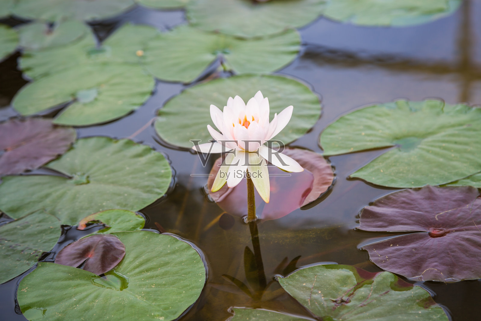 白色的睡莲照片摄影图片