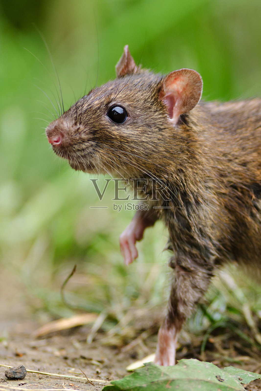 棕色的老鼠照片摄影图片