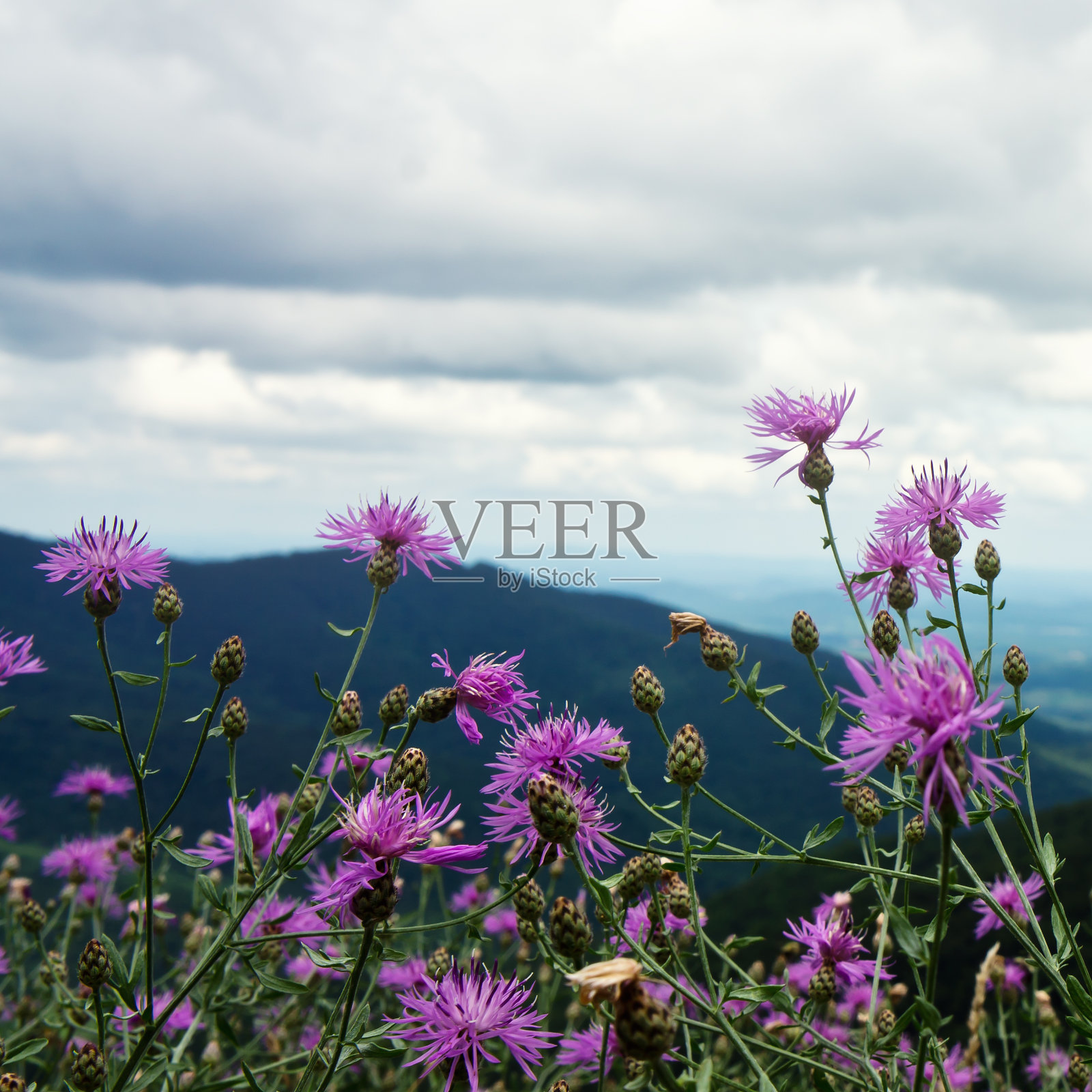 路边的菊花照片摄影图片