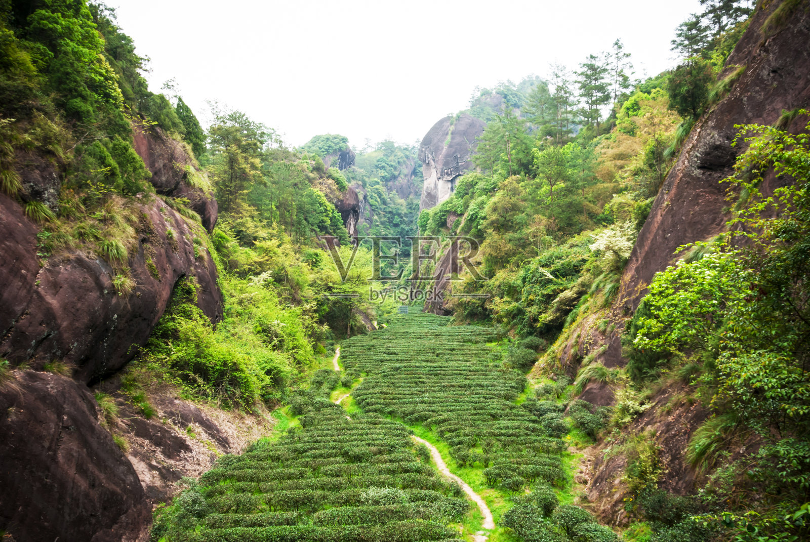 武夷山的茶园照片摄影图片