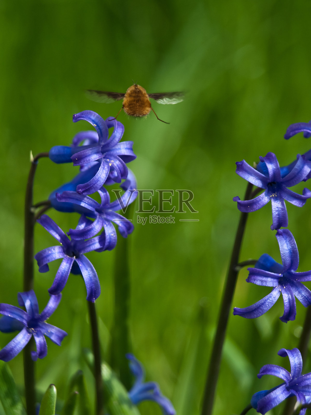 风信子的背景照片摄影图片